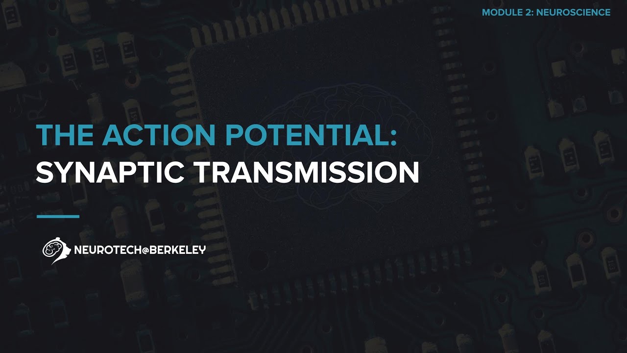 Module 2, Section 2, Lesson 8: Synaptic Transmission || UC Berkeley 198-96
