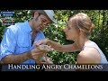 Handling Angry Chameleons