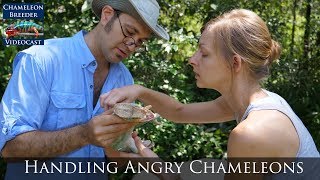 Handling Angry Chameleons