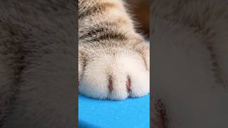 Satisfying Cat Paw Press In Kinetic Sand Hyperrealistic Asmr