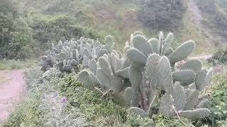 Le Printemps Thafsuth En Kabylie