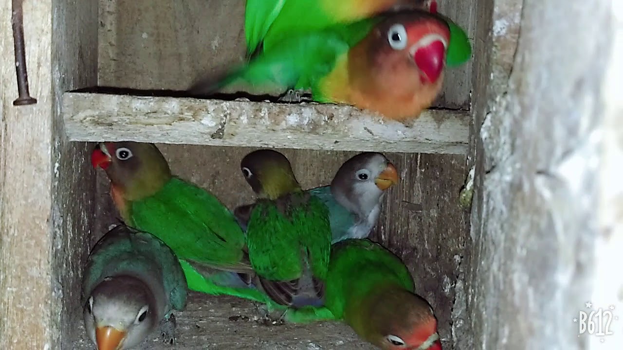 Burung Lovebird kawin di Glodok 