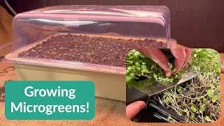 The Ultimate Beginner's Guide to Growing Microgreens at Home!