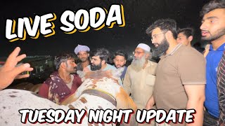 Live soda | tuesday night update | sahiwal cholisthani bachre | kitne Ka hona chahie | Lahore Mandi