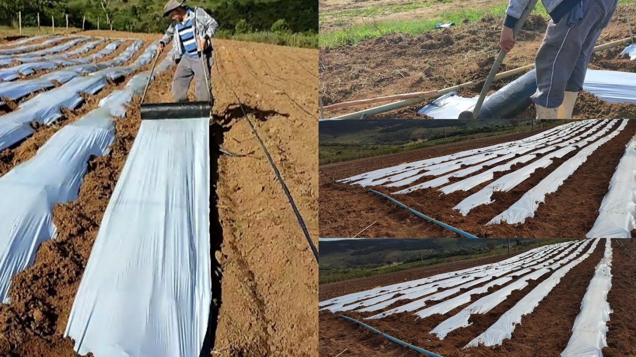 Como colocar mulchig jeito mais fácil.