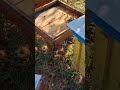 monitoring the health of bees #drone #travel #nature #dji #animatters #photography