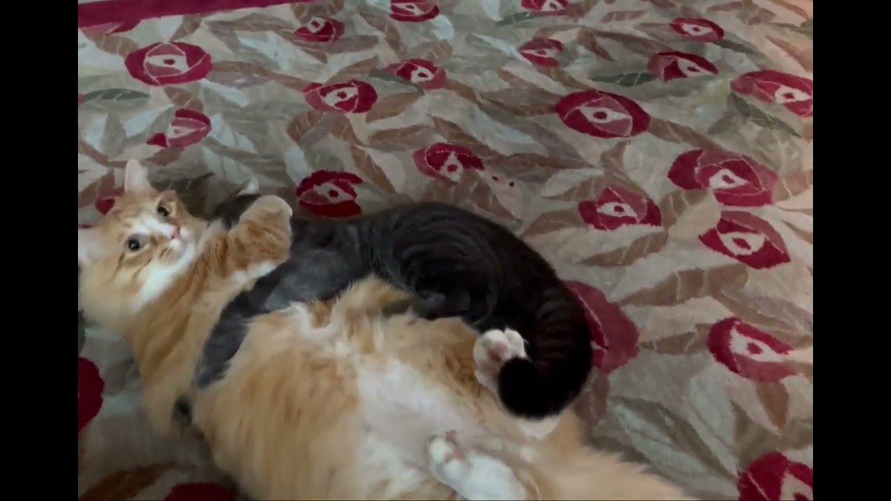 Buddy Squeezes Gentry Like a Squeaky Toy