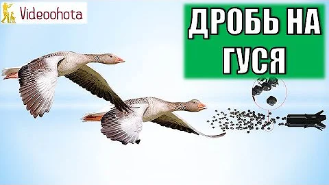 Какой дробью стрелять гуся на охоте? Videoohota