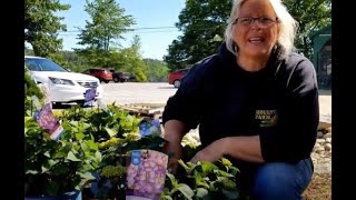 How to get your hydrangeas to bloom and keep their color