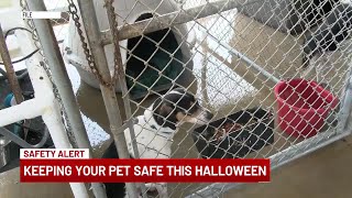 Humane officer shares Halloween safety tips for pets