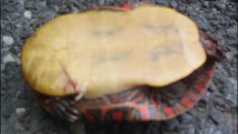 algernon cadwallader   serial killer status