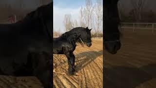 Wild Horse Mare Revolutionizing Young Foals Future Stallions Horses