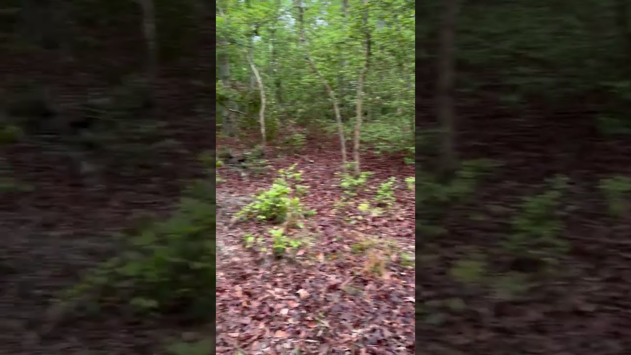 Waterfront King George, 30+/- acres wood walk