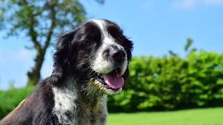 The Benefits of Using English Springer Spaniels in Bomb Sniffing Operations