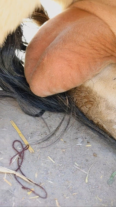Cow ktakut kamyabi #music #phonkmusic #cow #animals #shortvideo #shorts #funnyvideo #funny