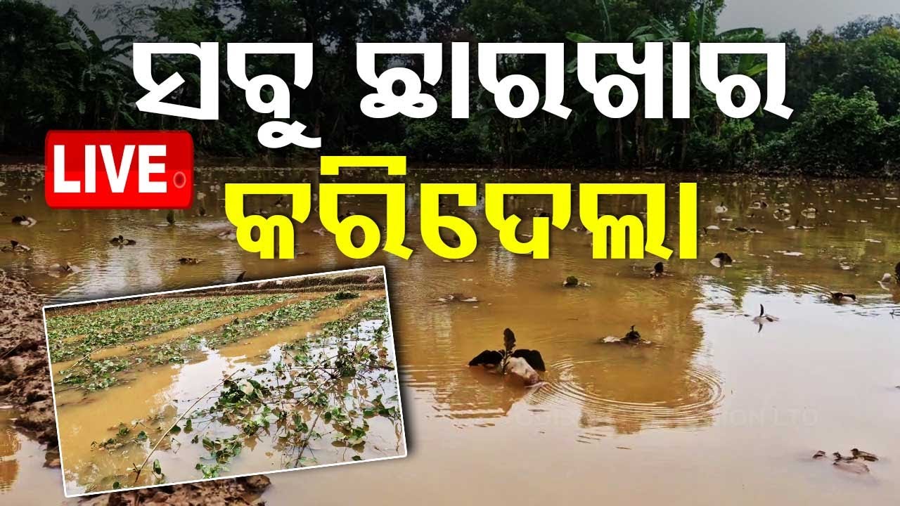????Live | ସବୁ ଛାରଖାର କରିଦେଲା | Cyclone Dana aftermath  Live | Odisha TV | OTV