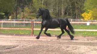 in beeld Stalhouderij Het Zwarte Paard - YouTube