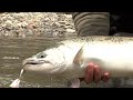 Salmon fishing with a helicopter part 2  hunt fish maniac fishing charters