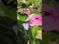 Grasshopper on periwinkles flowers in my garden#nature#new#garden#viral vedio