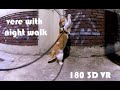 [180 3D VR] Verelife 33 야간산책(night walk)