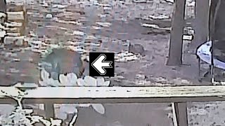 Dog Vs. Deer Kevin Crawford - Comedy