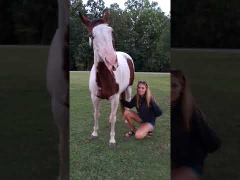 Horses love belly rubs too!