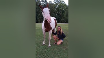 Horses love belly rubs too!