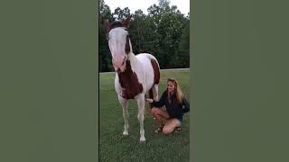 Horses love belly rubs too!