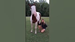 Horses love belly rubs too!