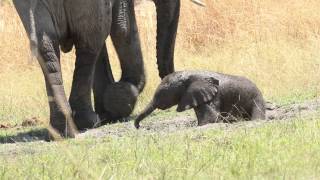 Baby Elephant Walk