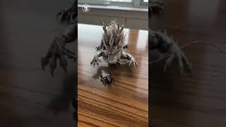 Cute Dragon Acting Like a Real Pet 🐉❤️#dragon #usa #usashorts
