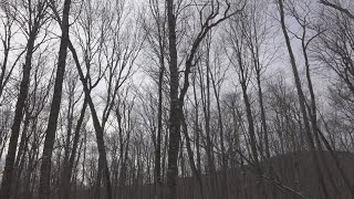 Millions in federal grant money on its way to Maine to conserve old forests