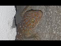 Ði tìm con tắc kè trong khe tường #gecko #kucing #tokek #bebek 