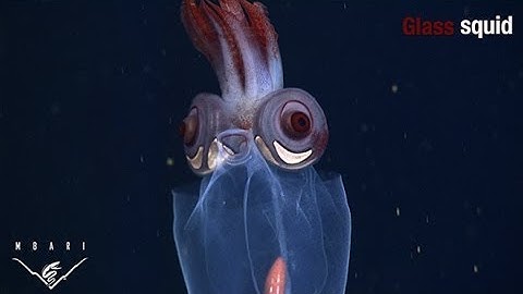 Eerie critters from the deep sea: SPOOKY EYES
