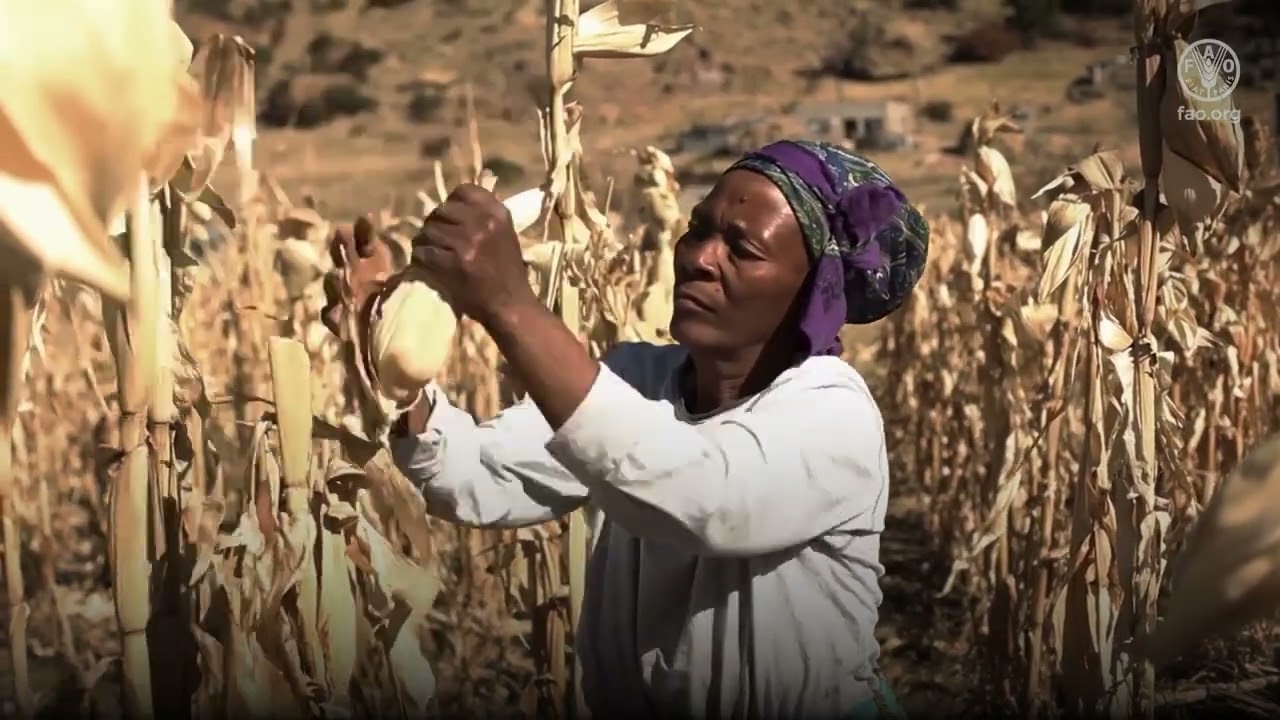 с помощью инструмента оценки системы контроля пищевых продуктов ФАО/ВОЗ