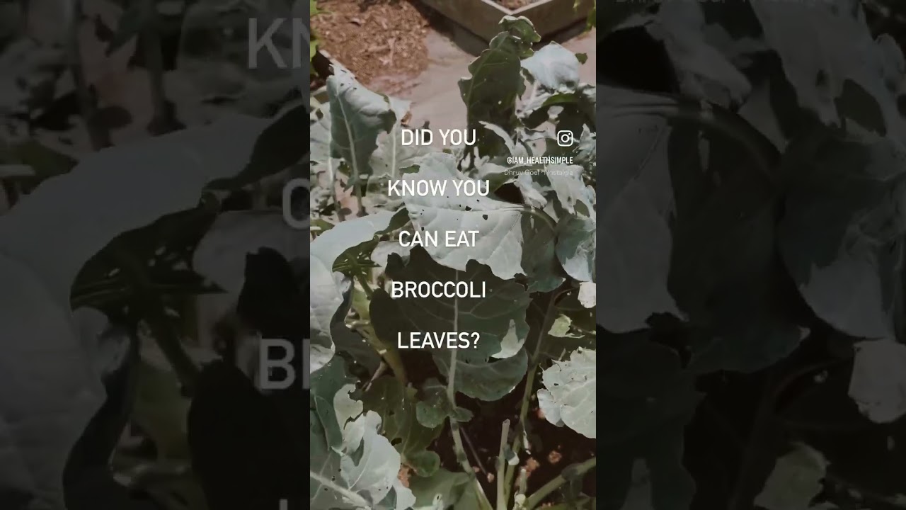 Broccoli leaves are highly nutritious & loaded with vitamins. Use in salads or sauté. 