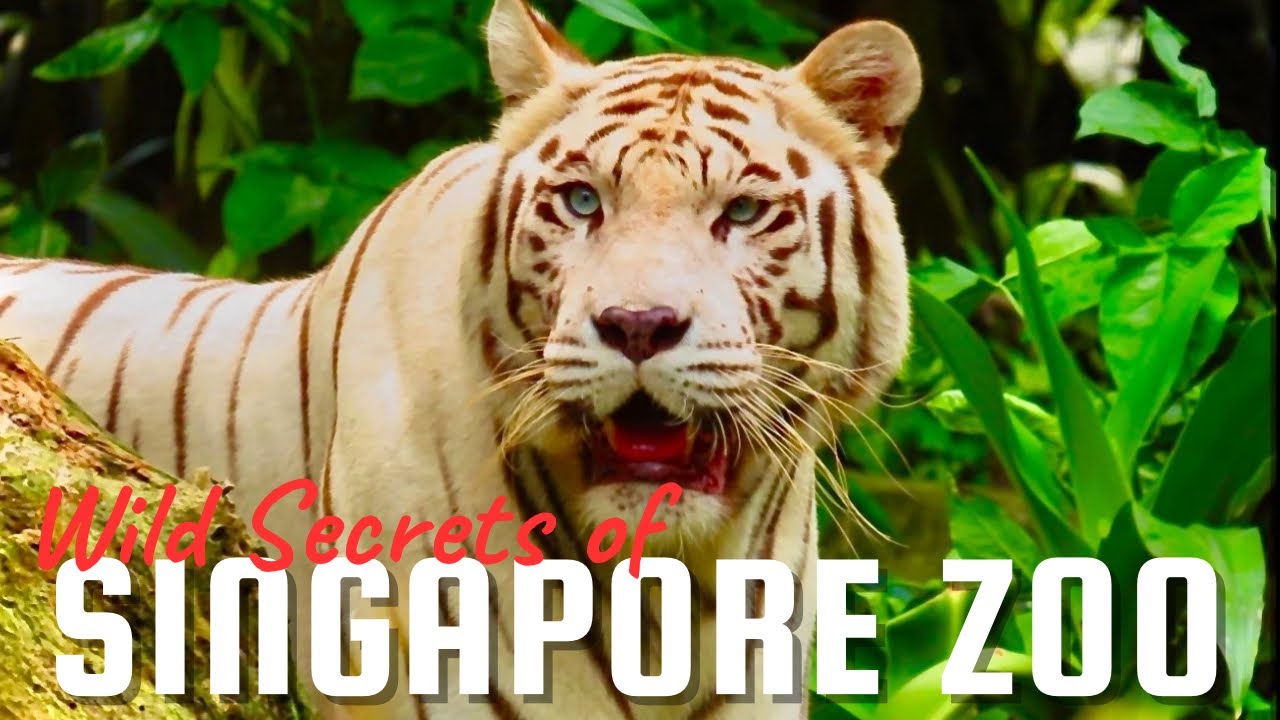 Wild Secrets of Singapore Zoo Finally Exposed