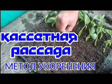 Video: Kaip įdėti Kasetę