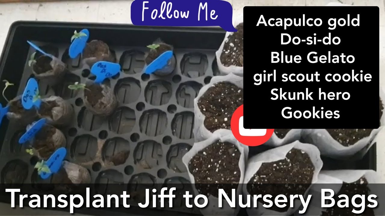 Jiffy to Nursery bags (Day 14 Veg ) do-si-do, gookies, skunk hero. blue gelato, Girl Scout.