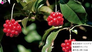 【1日1曲作曲チャレンジ】 誕生花に捧ぐ小品 288  サネカズラ