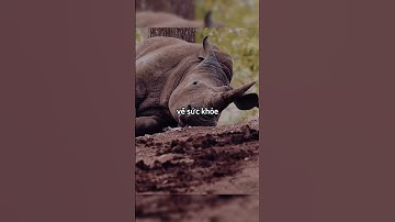 Tại sao chính phủ lại cắt sừng của những chú tê giác này 😱😱🤯🤯🤣 #shortsvideo
