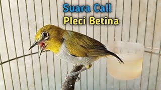 Pleci Betina Memanggil Jantan || Pleci Betina Perangsang Birahi