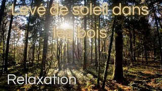 Levé du soleil à travers les bois. Se ressourcer... #asmrnaturerelaxation #asmrnature #sedétendre