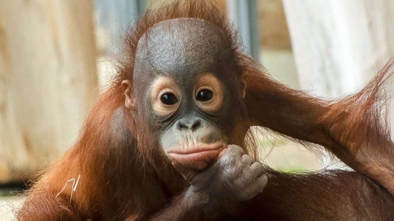 Orangutans are Like People! Unique Video Confirms It
