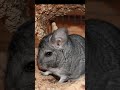 Звуки шиншиллы — милые и расслабляющие звуки животных для сна и отдыха.Мягкие звуки шиншиллы 🐭