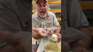 Famous Hatching a Worlds Only Patternless Snake🤩🤯 #wow #beautiful #snake #cool #video #shorts #rare Wealth