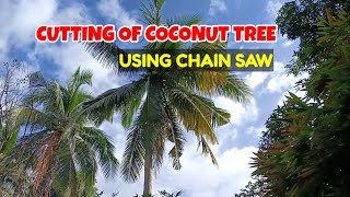 CUTTING OF COCONUT TREE USING CHAIN SAW | PROVINCE LIFE | @JOHONA