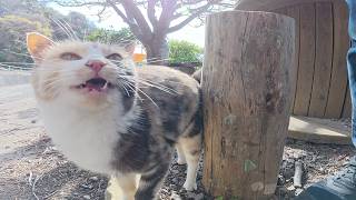 他の猫が集まってくると、嫉妬深い三毛猫ちゃんがプンプン怒りだした