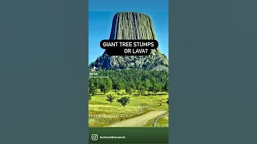 Were Giant Trees Once 3,000 ft. tall and is Devil's Tower a Gigantic Stump?