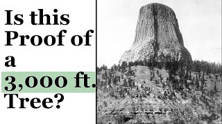 Were Giant Trees Once 3000 Ft Tall And Is Devils Tower A Gigantic Stump?